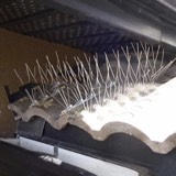 Stainless Steel Bird Spikes, image 5