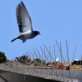 Stainless Steel Bird Spikes, image 1